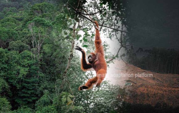 Microclimate Change Endangers Biodiversity in Southeast Asian Forests