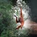 Microclimate Change Endangers Biodiversity in Southeast Asian Forests