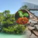 Advancing Nature-Based Solutions with Engineering with Nature